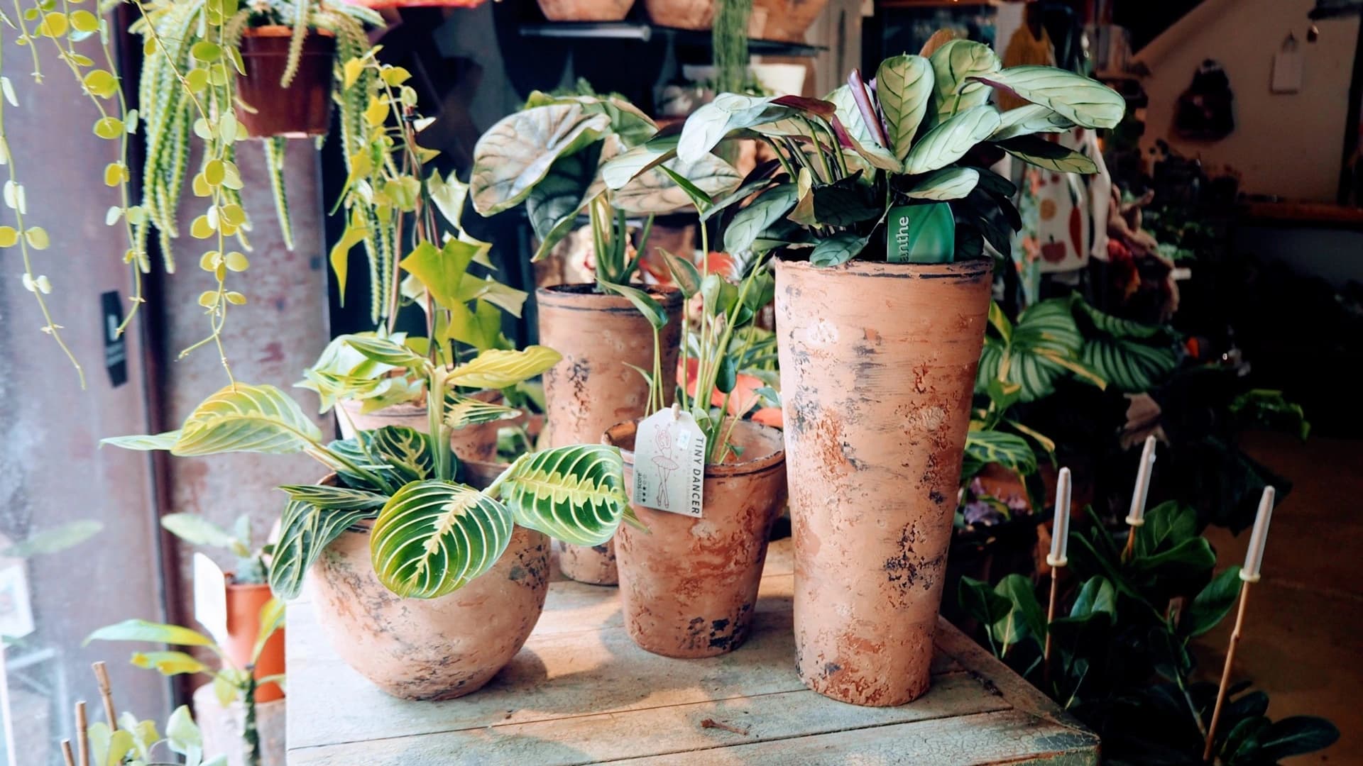 Interior de la floristeria ArtVerd a Terrassa