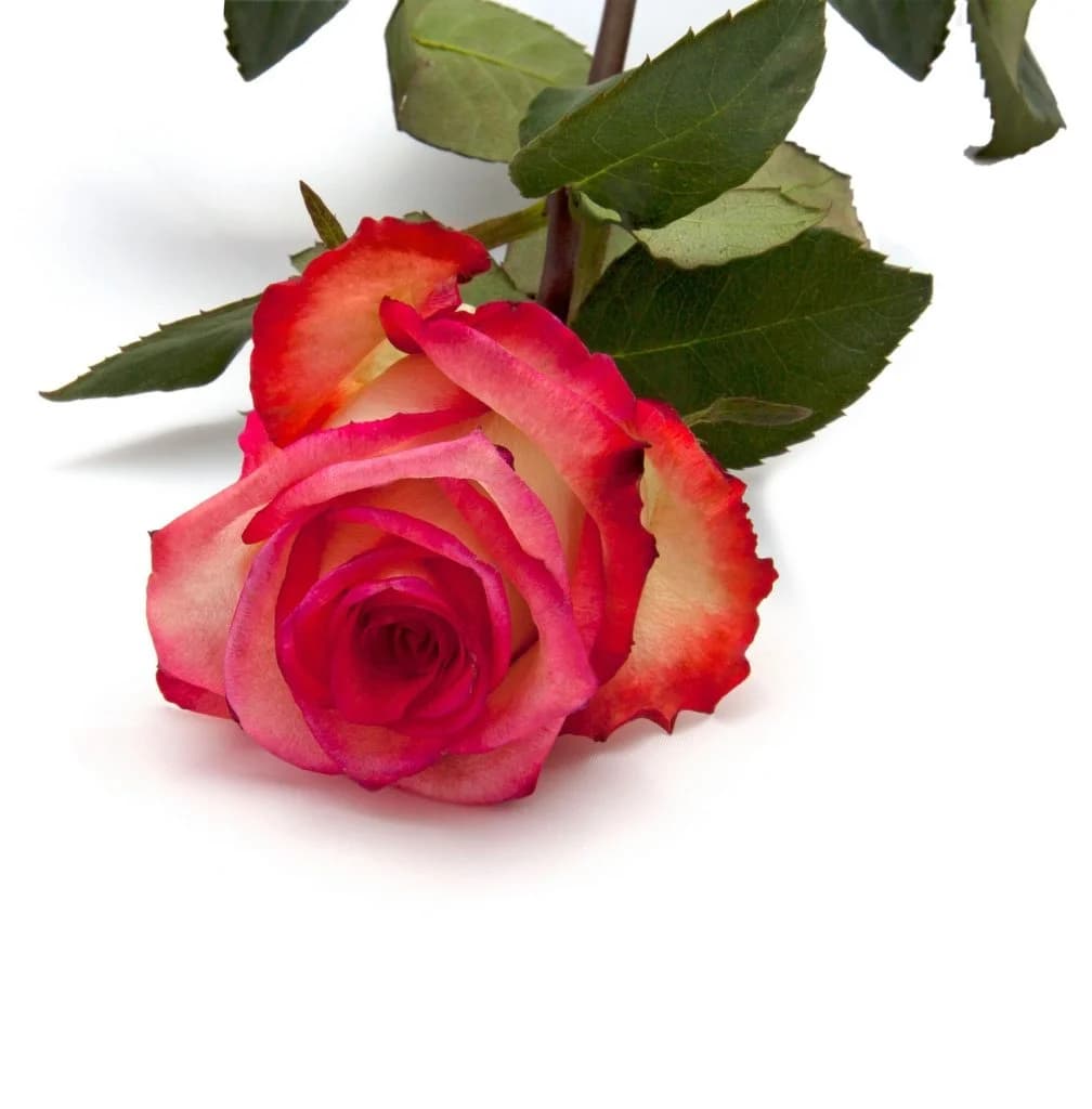 Rosas de colores para Sant Jordi